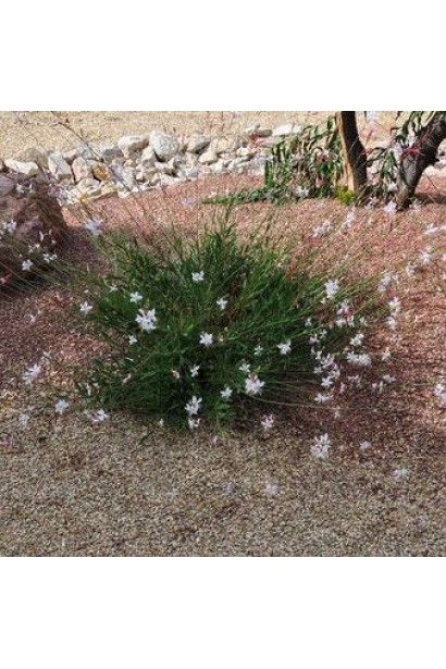 Кущ гаури на сонячній клумбі